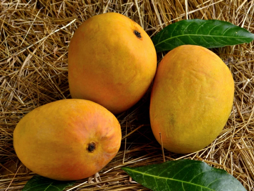 Alphonso Mango