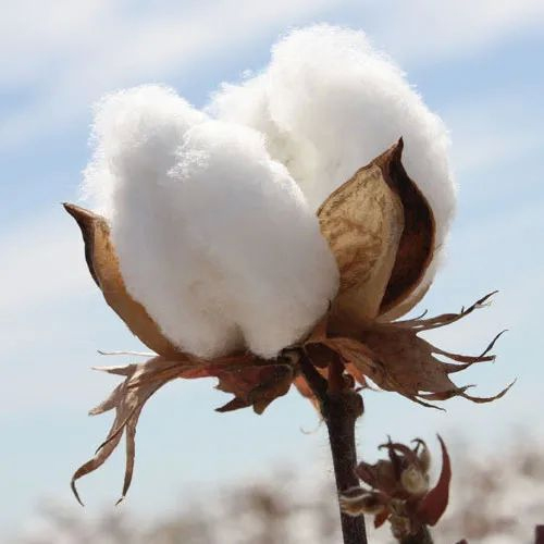 Cotton